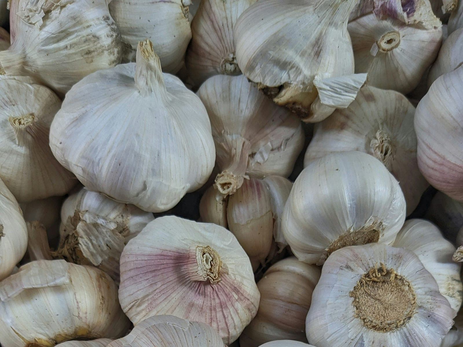 Garlic